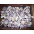 Fresh Natural White Garlic Nova Colheita